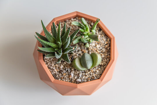 succulent terrarium in pot. florarium vase with plants. garden with miniature plants. Home indoor plants. DIY florarium.