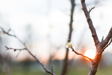 Beautiful blooming cherry white flowers in evening garden. Spring blossoms. Flowering cherry tree branches in sunset. Floral background