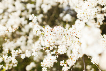 Beautiful blooming cherry white flowers in garden. Spring blossoms. Flowering cherry tree branches in sunny orchard. Floral background