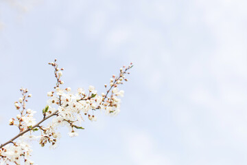 Beautiful blooming cherry white flowers in garden. Spring blossoms. Flowering cherry tree branches in sunny sky. Floral background