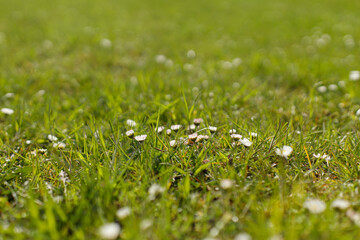 Beautiful daisies in grass in sunny meadow. Spring grassland with blooming flowers. Grass with daisies in park. Nature wallpaper