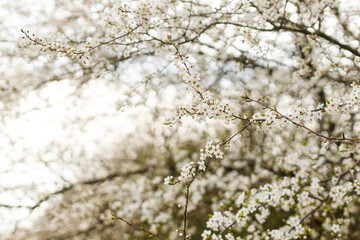 Beautiful blooming cherry white flowers in garden. Spring blossoms. Flowering cherry tree branches in sunny orchard. Floral background, space for text