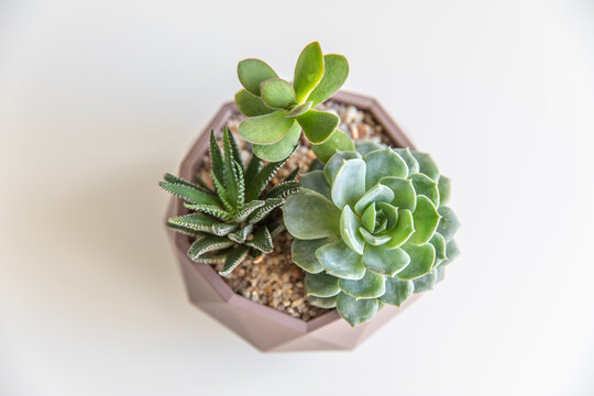 succulent terrarium in pot. florarium vase with plants. garden with miniature plants. DIY florarium.