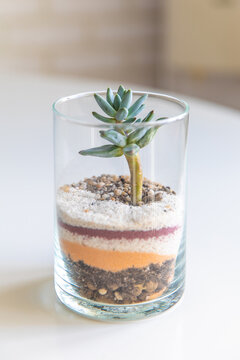 florarium vase with plants. garden with miniature plants. Home indoor plants. DIY florarium.