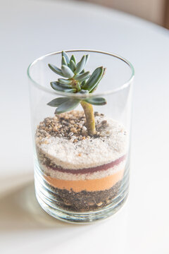 succulent terrarium in pot. florarium vase with plants. garden with miniature plants. Home indoor plants. DIY florarium.