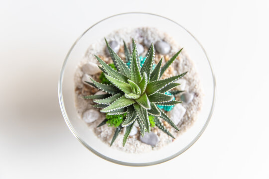 succulent in pot. florarium vase with plants. garden with miniature plants. Home indoor plants. DIY florarium.