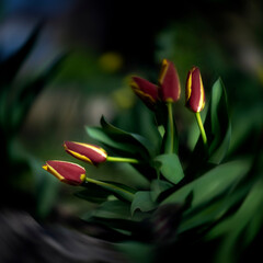 Tulips in a chic frame. Selective tulip buds in the garden.