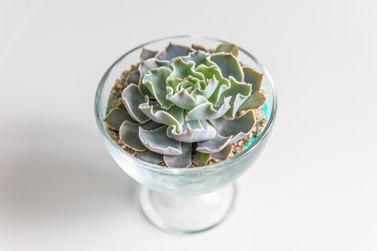 succulent terrarium in pot. florarium vase with plants. garden with miniature plants. Home indoor plants.