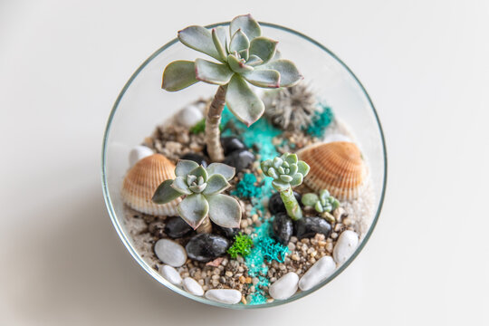 succulent terrarium in pot. florarium vase. garden with miniature plants. Home indoor plants. DIY florarium.