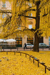 bologna street © Mario