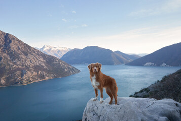 The dog stands in the mountains on sea bay and looks at the peaks. Nova Scotia duck retriever in...