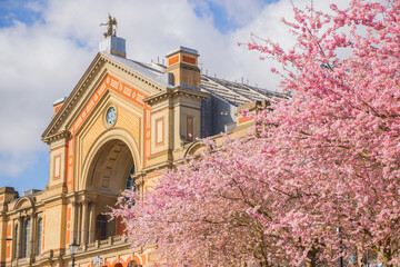 Spring time, cherry blossoms in Alexandra park in north London with landmark Alexandra Palace