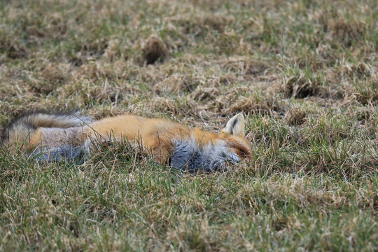 ein Rotfuchs liegt tot auf der Wiese