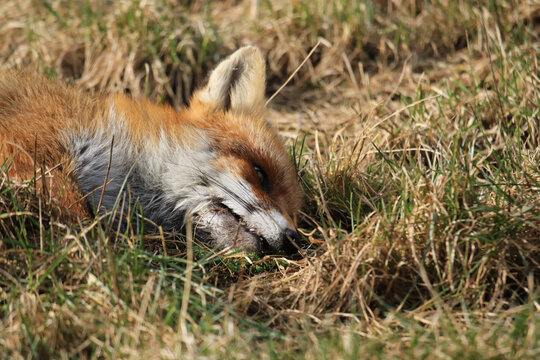 ein Rotfuchs liegt tot auf der Wiese
