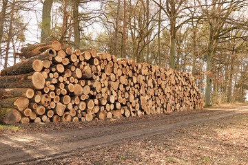 Holzpolter an einem Waldweg