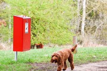 Dog waste bin in a park for people to clean up after their pets