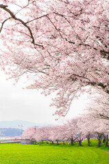 快晴の青空と草場川の桜並木 © kai