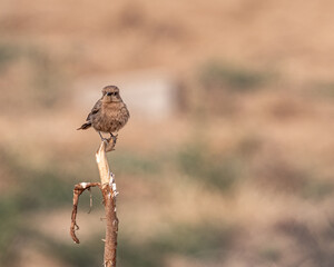 A Female Bush Chat looking into Camera