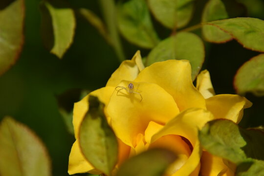 albin spider over yellow rose close up