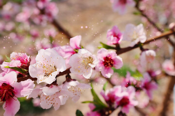 Fototapeta premium background of spring blossom tree. selective focus