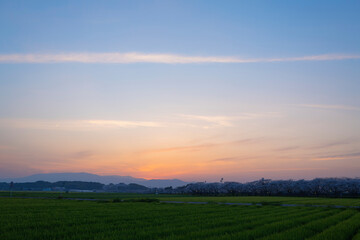 夕日に照らされる草場川の桜並木