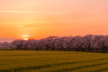 夕日に照らされる草場川の桜並木