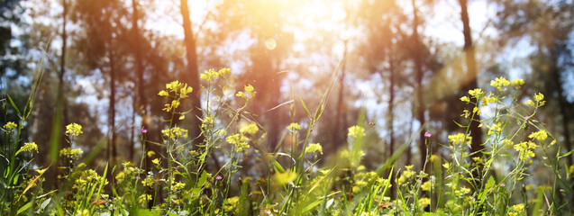 Fresh grass and flowers growing in the forest at spring