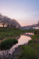 朝焼けの空と草場川の桜並木