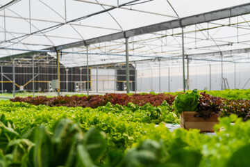 Organic vegetables salad growing garden hydroponic farm Freshly harvested lettuce organic for health food Earths day concept..