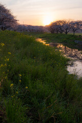 朝焼けの空と草場川の桜並木