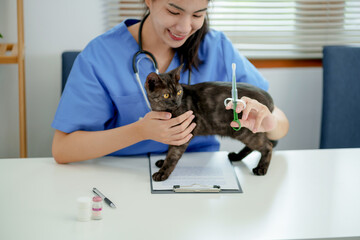 Doctor veterinarian is holding cute cat  at vet clinic.  Pet check up and vaccination. Health care.