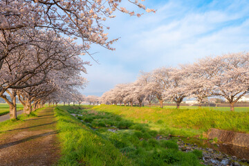 Fototapeta na wymiar 草場川の桜並木