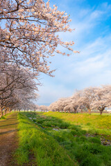 草場川の桜並木