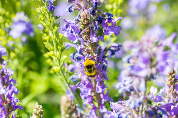 eine Hummel sammelt auf Hain-Salbei Honig
