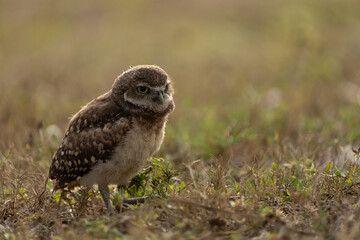Young burrowing owl at sunset
