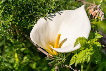 Close-up of White Calla Lilie