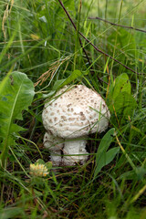 photo two white poisonous mushrooms