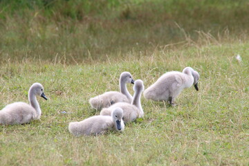 photo lots of little swans