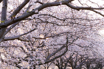 朝焼けの空と草場川の桜並木