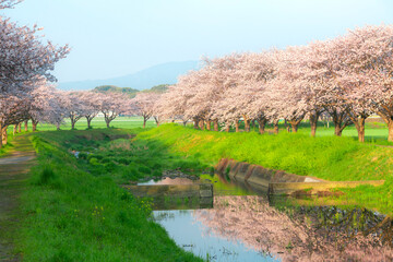 草場川の桜並木