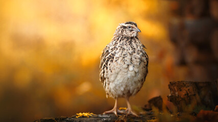 Autumn portrait of japanese quail bird