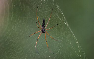 Seychelles Palm Spider Nephila inaurata seen in Nagarhole National Park, Kabini, Karnataka, India