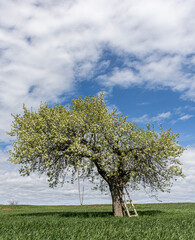 Fototapeta na wymiar Lush white blooming branches of fruit tree under cloudy sky in spring. White flowers of blooming pear tree in wheat field and contrast of blue sky and white clouds.