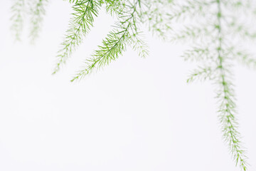 Asparagus plumosus leaves on white background. Green leaf of feather fern plant, macro shot....