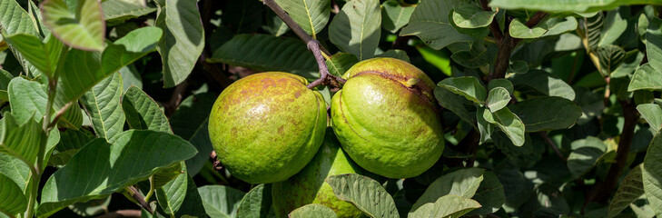 Cultivation of guavas in Valle del Cauca Colombia. The Union Valley.