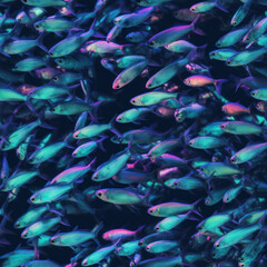Neon Tetra (Paracheirodon innesi) pet fish schooling together in a blue fresh water background tile for use as a repeating art pattern design. Generative AI.