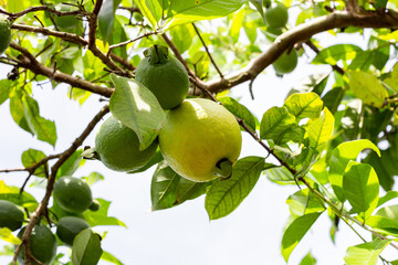 Cultivation of guavas in Valle del Cauca Colombia. The Union Valley.