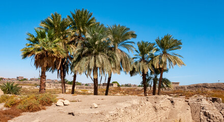 Fototapeta na wymiar Palm trees on the territory of the preserved ruins of an ancient Egyptian temple in Luxor, Egypt