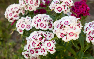 Turkish carnation flowers in the garden