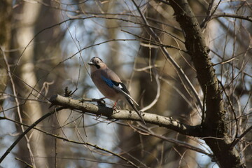 Jay on a tree branch